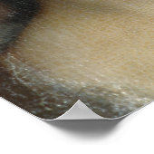 Countess Cosel Poster (Ecke)