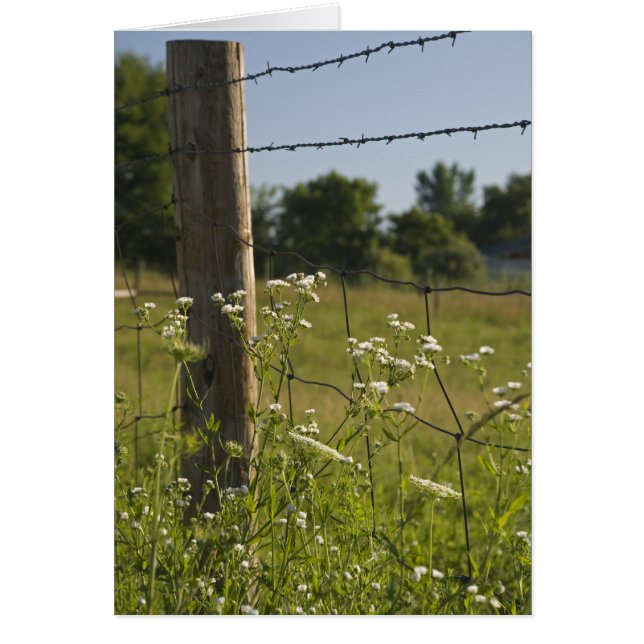 Country Barbed Wire Fence Post and Wildflowers (Vorne)