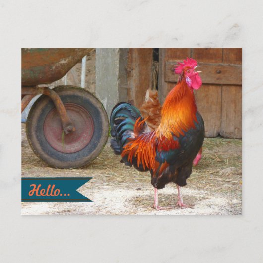 Country Barnyard Rooster Fotografie Postkarte (Vorderseite)