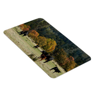 Country in the Fall... Magnet