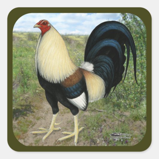 Country Road Gamecock Quadratischer Aufkleber (Vorderseite)