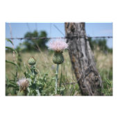 Country Thistle Fotodruck (Vorne)