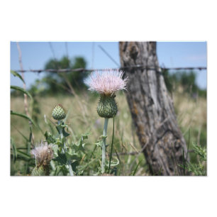 Country Thistle Fotodruck