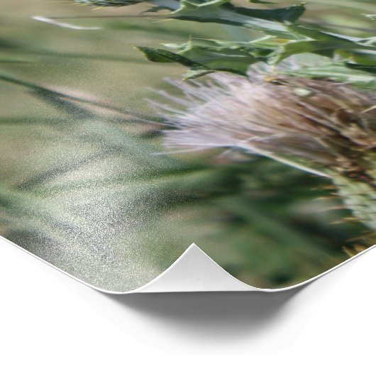 Country Thistle Fotodruck (Ecke)