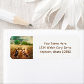 Country Welsh Corgis (Insitu)