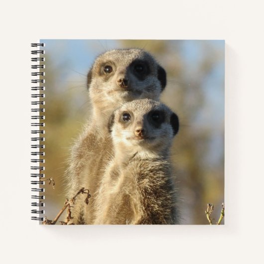 Couple of Meerkats Cute Photo Notizblock (Vorderseite)