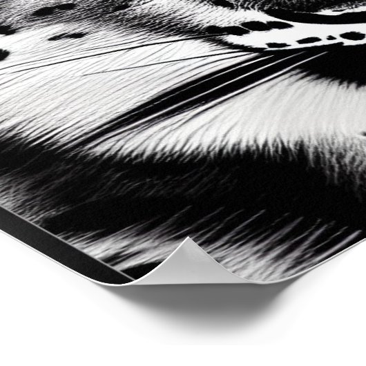 Courage Snow leopard mit blauem Auge Poster (Ecke)