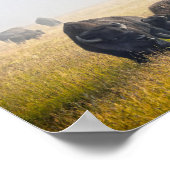 Courting Bison in Yellowstone Poster (Ecke)