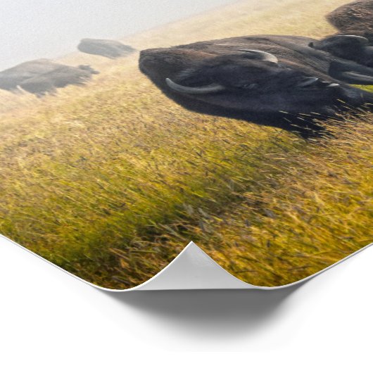 Courting Bison in Yellowstone Poster (Ecke)