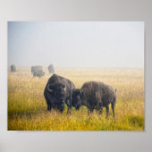 Courting Bison in Yellowstone Poster (Vorne)
