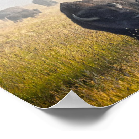 Courting Bison in Yellowstone Poster (Ecke)