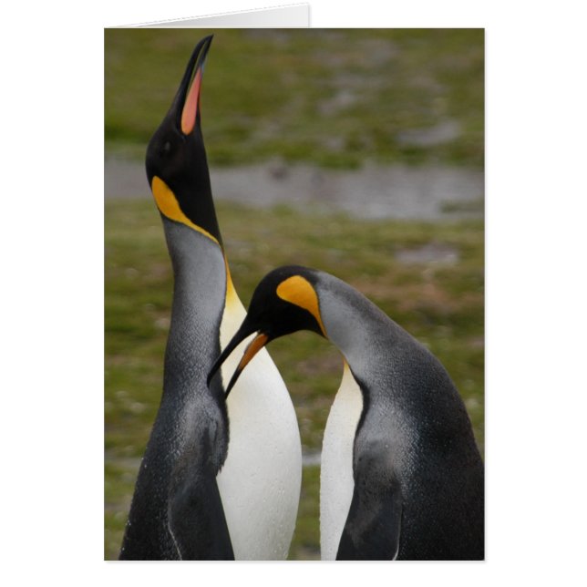 Courting King Penguins (Vorne)