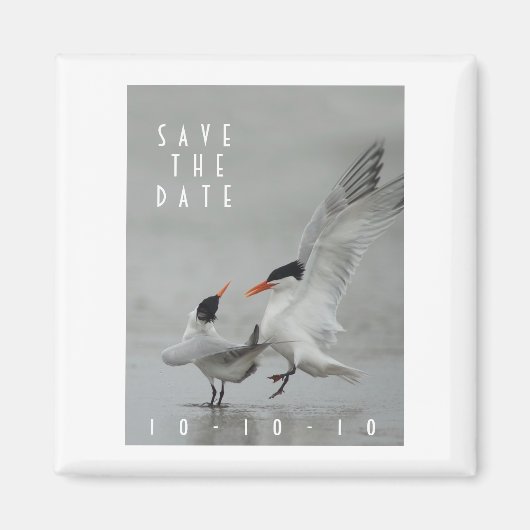 Courting Royal Terns, Save the Date Magnet (Vorne)