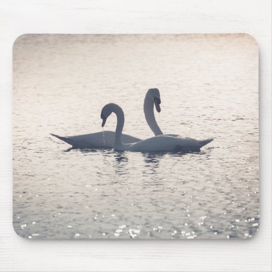 Courting Swans Nature Foto Mousepad (Vorne)