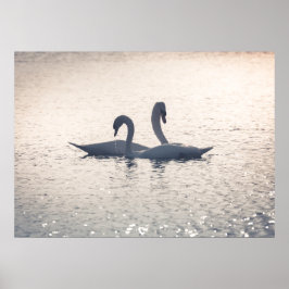 Courting Swans Nature Foto Poster