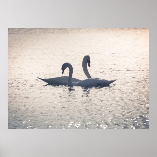 Courting Swans Nature Foto Poster (Vorne)