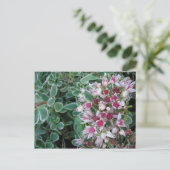 Couvre-sol-Rose Postkarte (Stehend Vorderseite)