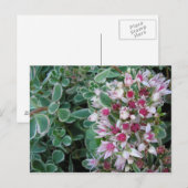 Couvre-sol-Rose Postkarte (Vorne/Hinten)