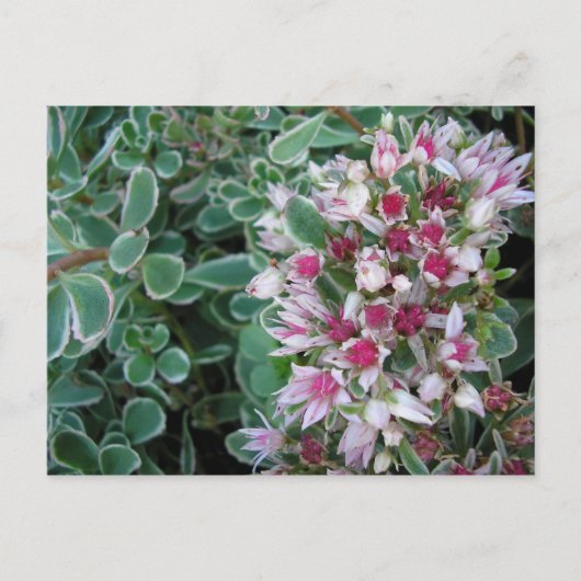 Couvre-sol-Rose Postkarte (Vorderseite)