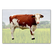 Cow ABA Tact Labelkarte | Picture Card