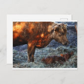 Cow and Calf - Postcard Postkarte (Vorne/Hinten)