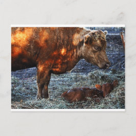 Cow and Calf - Postcard Postkarte