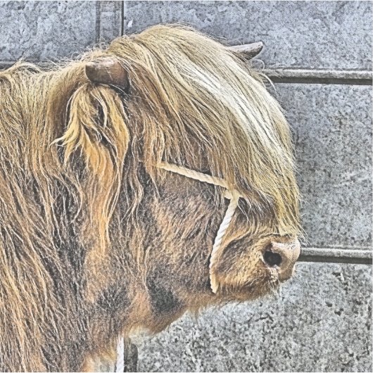 COW AUFKLEBER (Vorderseite)