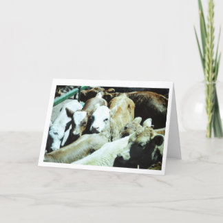 Cow Babies Card Karte