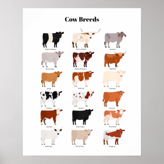cow breeds poster (Vorne)