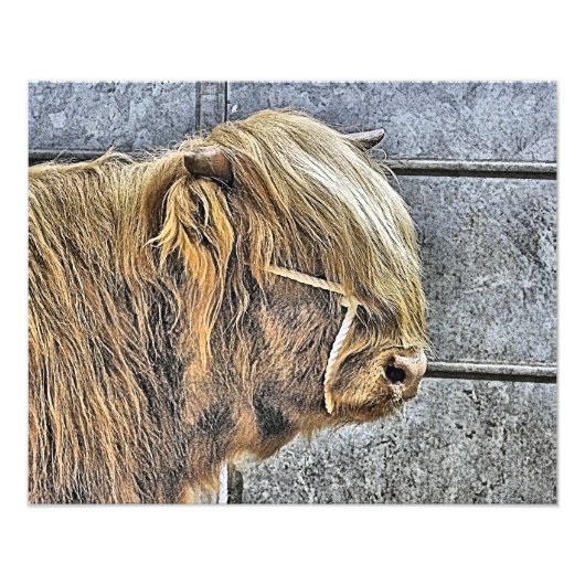 COW FOTODRUCK (Vorne)