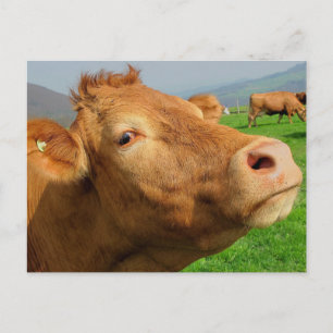 COW FOTOGRAFISCHE POSTCARDS POSTKARTE