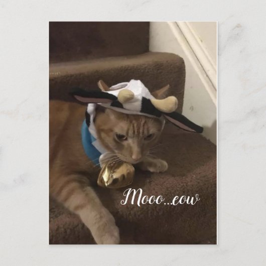 Cow Lancelot Postkarte (Vorderseite)