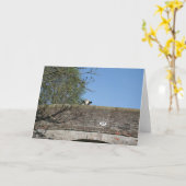 Cow Looking over Bridge Llangollen Canal Notecard Karte (Gelbe Blume)