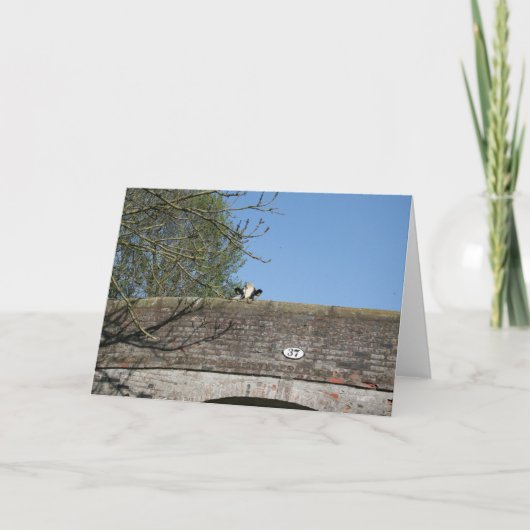 Cow Looking over Bridge Llangollen Canal Notecard Karte (Vorderseite)
