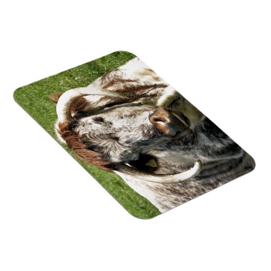COW MAGNET (Rechte Seite)