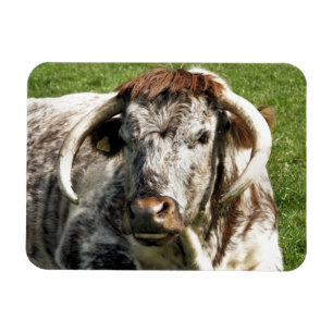 COW MAGNET