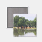 Cow Magnet (Vorderseite/Rückseite)