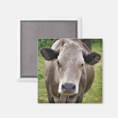 COW MAGNET (Vorderseite/Rückseite)
