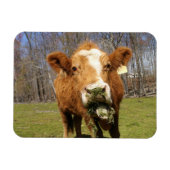 Cow Magnet (Horizontal)