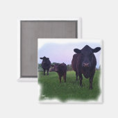 COW MAGNET ! (Vorderseite/Rückseite)