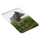 COW MAGNET (Rechte Seite)