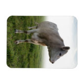 COW MAGNET (Horizontal)
