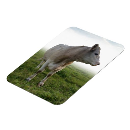 COW MAGNET (Linke Seite)