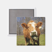 Cow Magnet (Vorderseite/Rückseite)