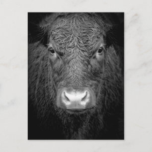 COW NAH-UP - SCHWARZ UND WEISS POSTKARTE
