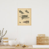 Cow Ox Skull Head Anatomy 1908 Vintag Print Poster (Küche)