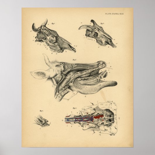 Cow Ox Skull Head Anatomy 1908 Vintag Print Poster (Vorne)