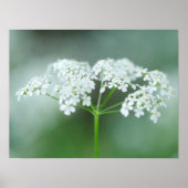 Cow Parsley Blume Poster (Vorne)