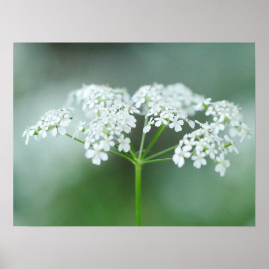 Cow Parsley Blume Poster (Vorne)