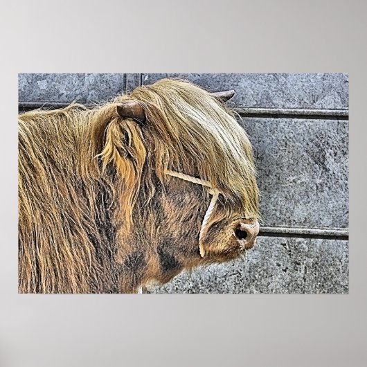 COW POSTER (Vorne)